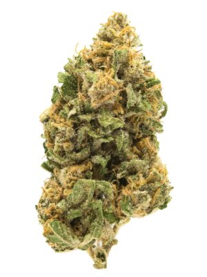 Biscuits éclaireurs (GSC)