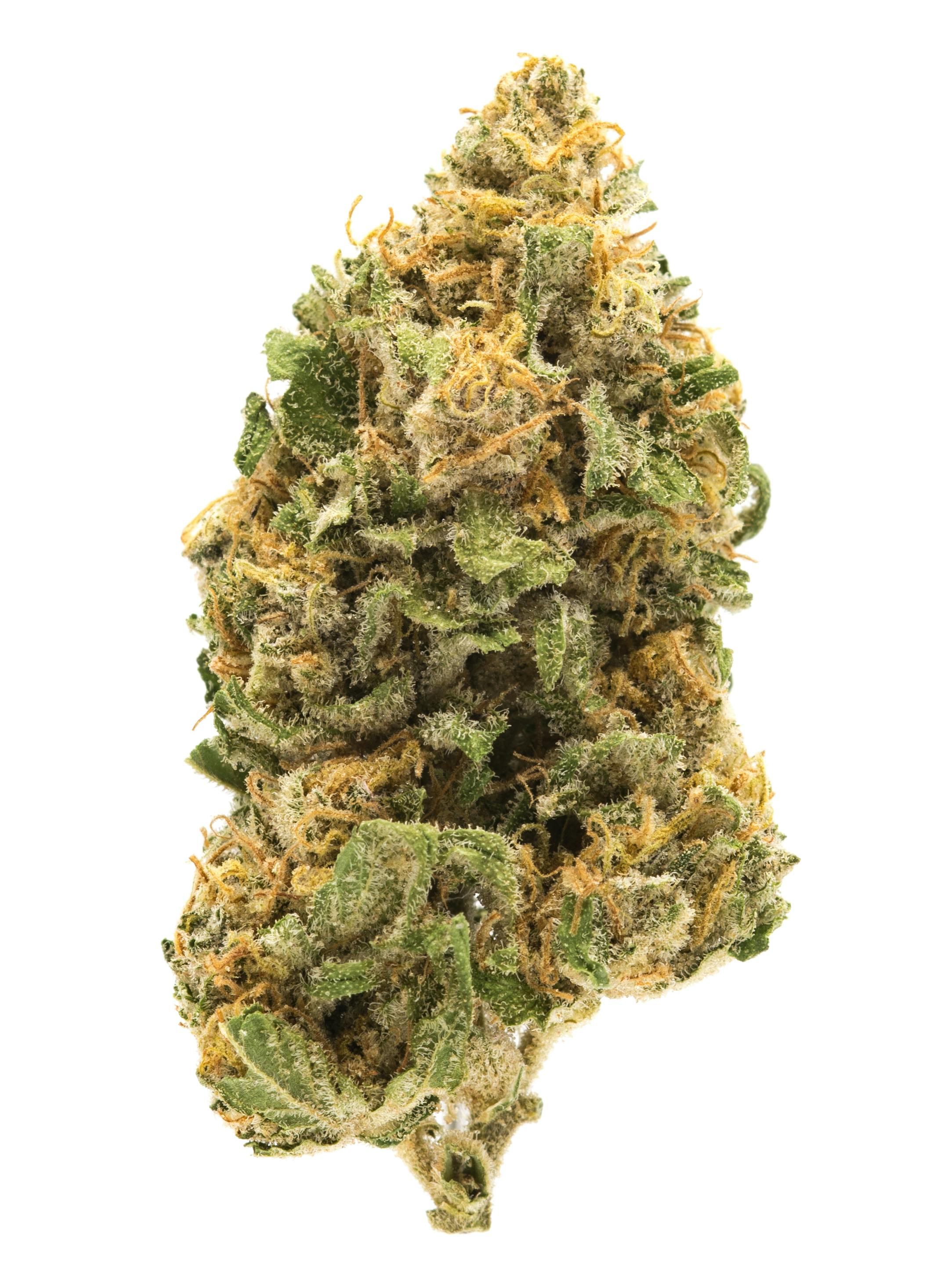 Biscuits éclaireurs (GSC)